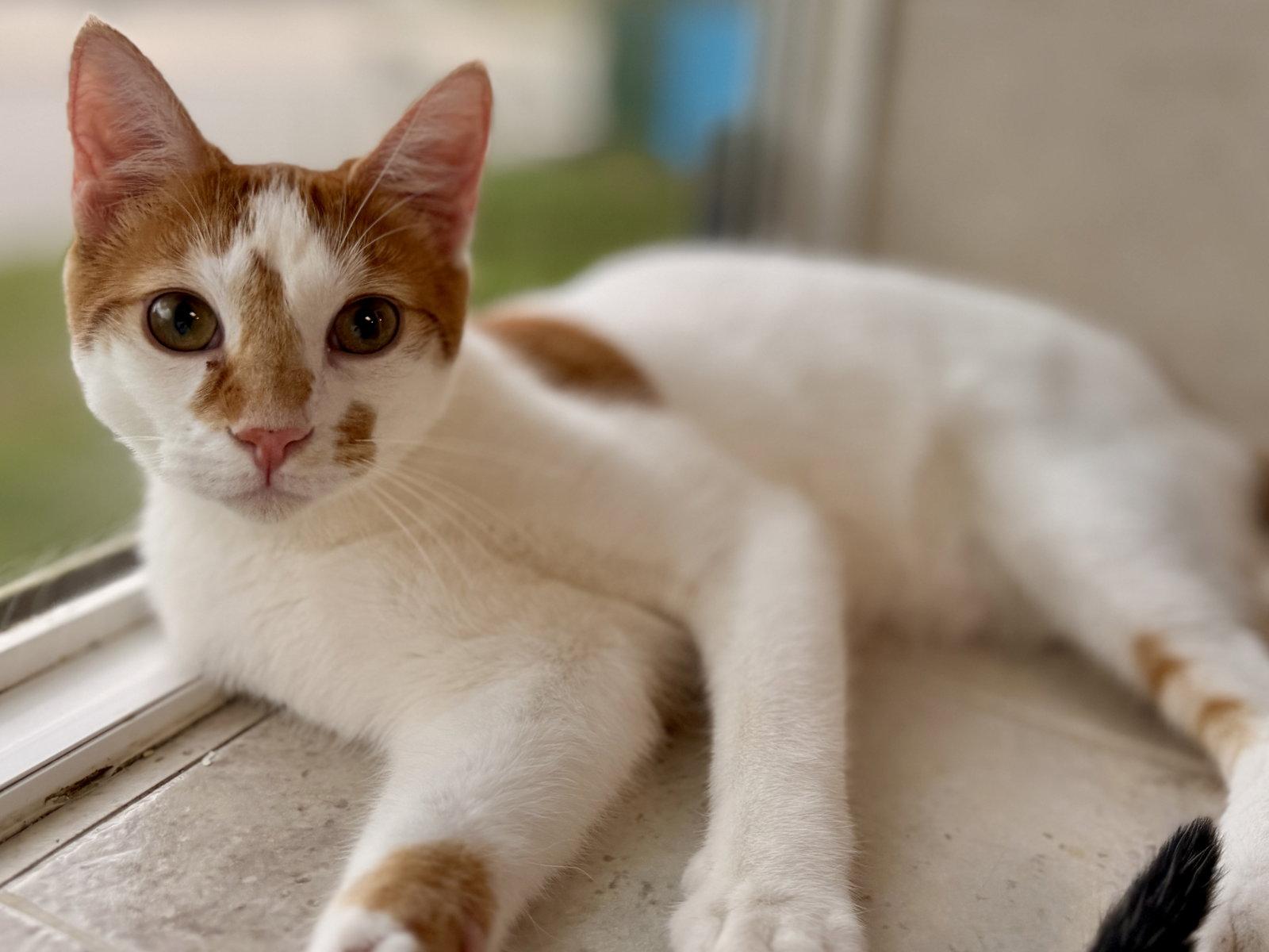 Wakko, Adoptable, Kitten Male Domestic Short Hair.
