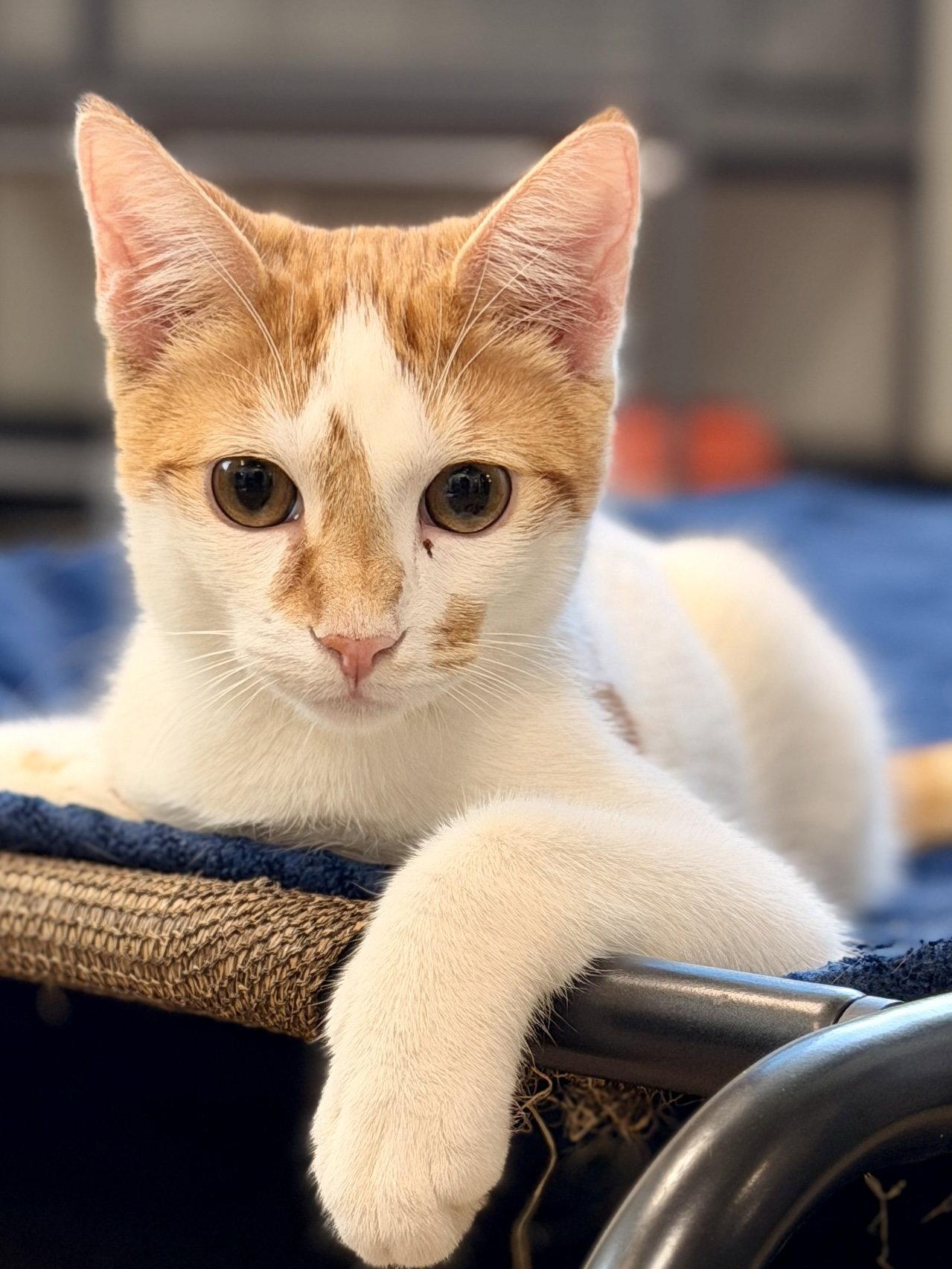 Wakko, a Adoptable Domestic Short Hair in Sanford, FL image 1/3