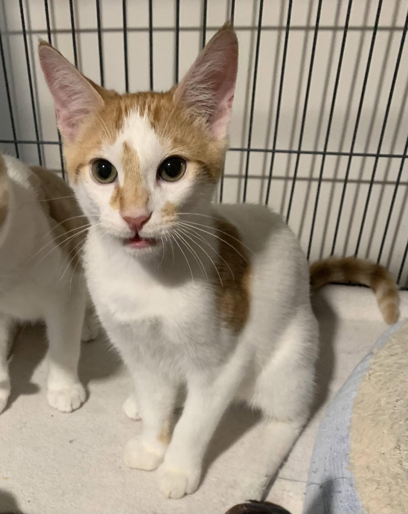 Wakko, a Adoptable Domestic Short Hair in Sanford, FL image 2/3