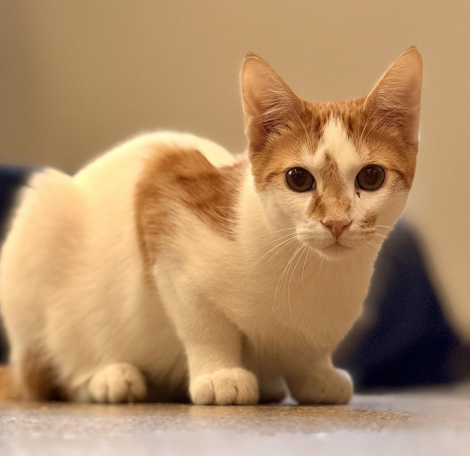 Wakko, a Adoptable Domestic Short Hair in Sanford, FL image 3/3