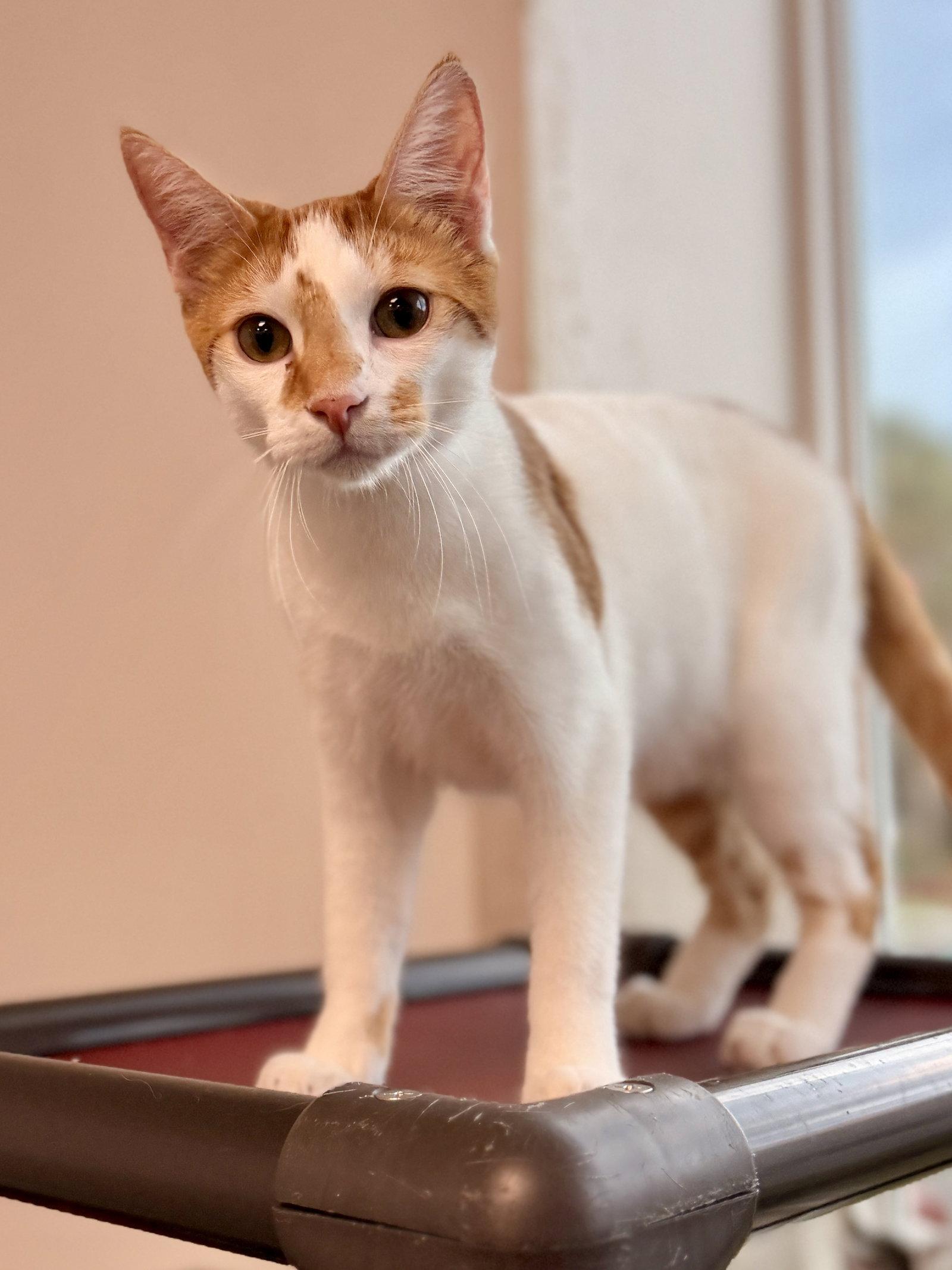 Enlarge Wakko, a Adoptable Domestic Short Hair in Sanford, FL image 3/3