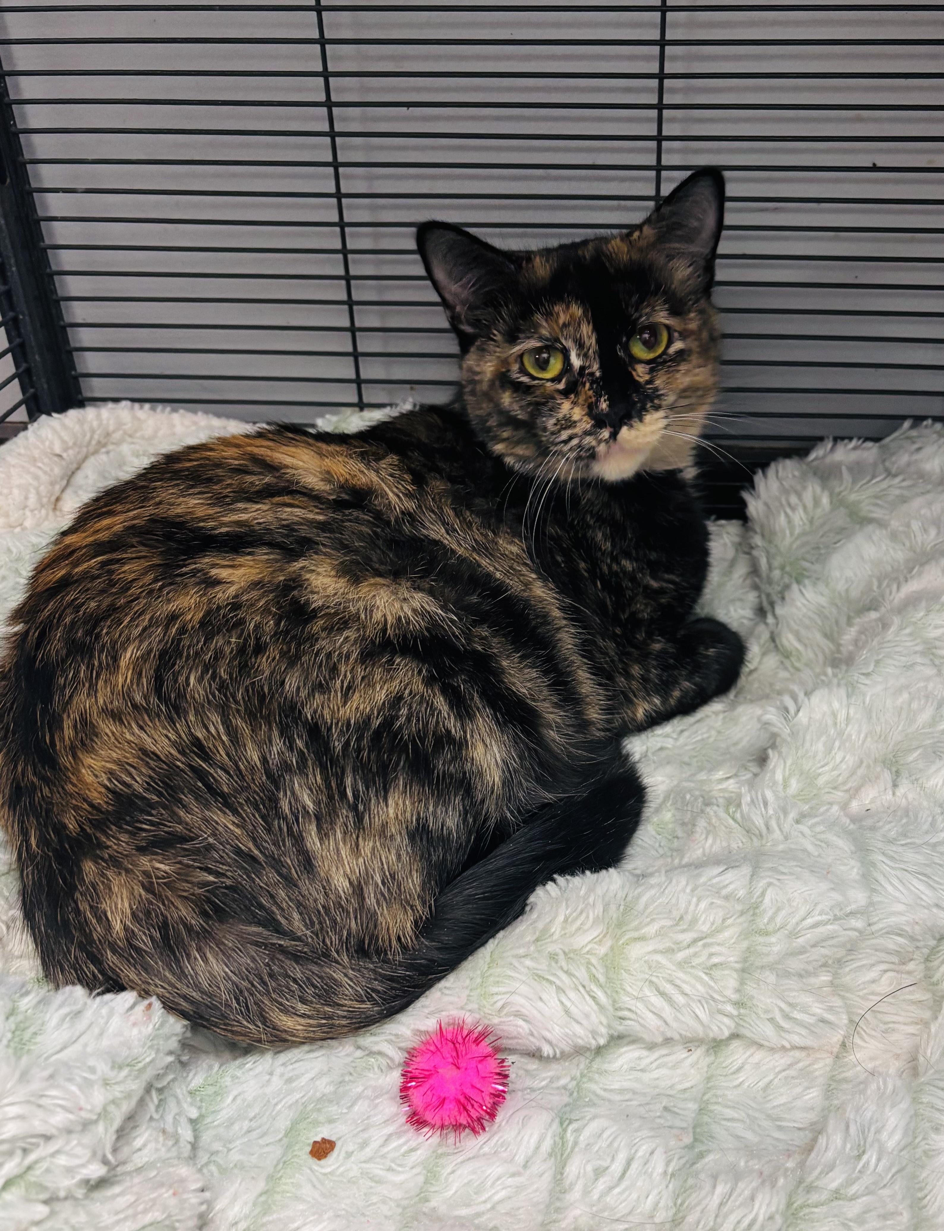 Mamas, ADOPTABLE, Adult Female Domestic Short Hair.