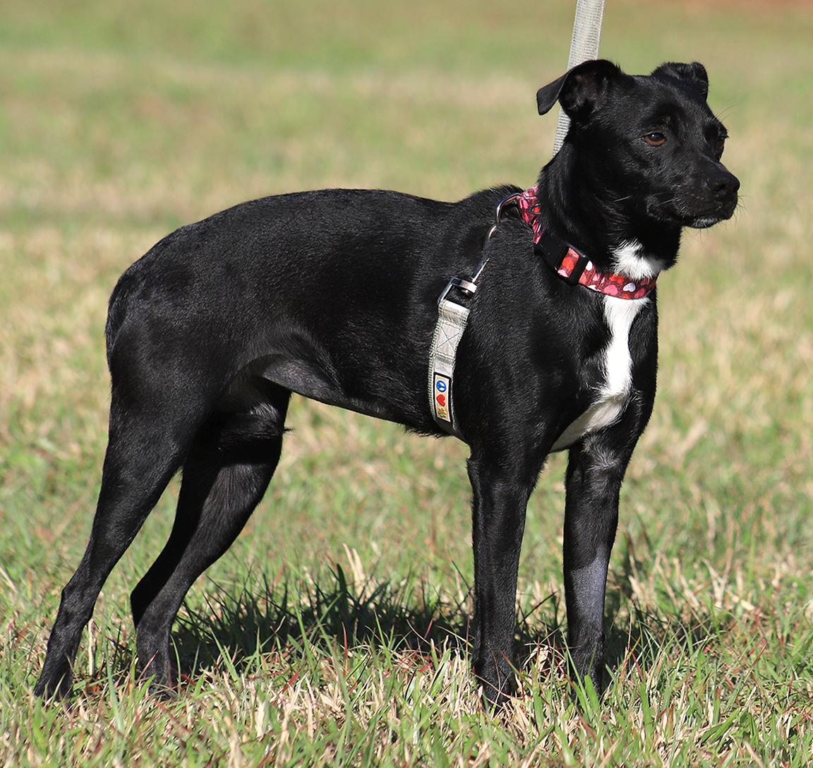 Enlarge Juliette, a Adoptable mixed breed in North Fort Myers, FL image 2/3