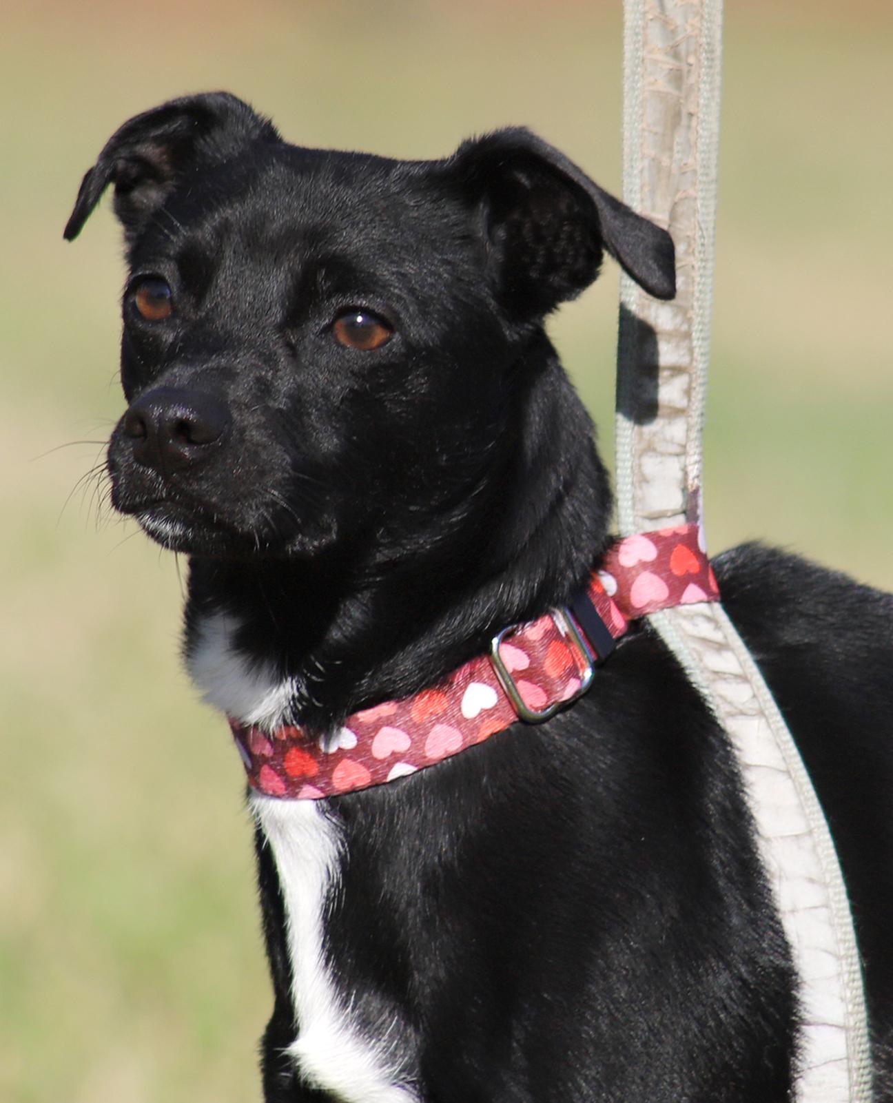 Juliette, Adoptable, Young Female Terrier.