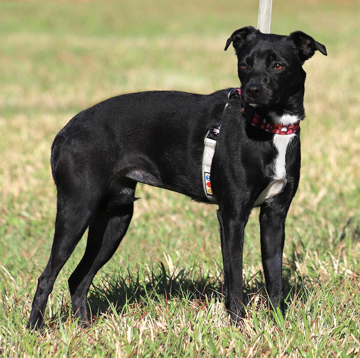 Enlarge Juliette, a Adoptable mixed breed in North Fort Myers, FL image 3/3