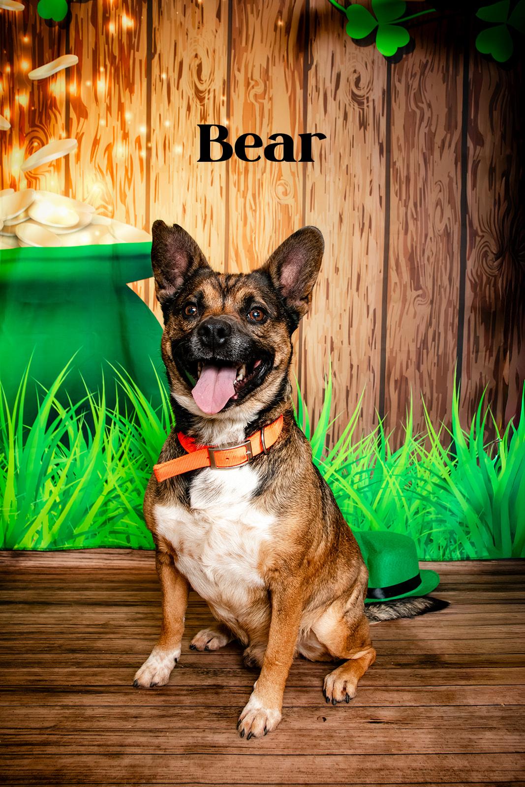 Enlarge Bear, a ADOPTABLE mixed breed in Oak Ridge, TN image 2/5