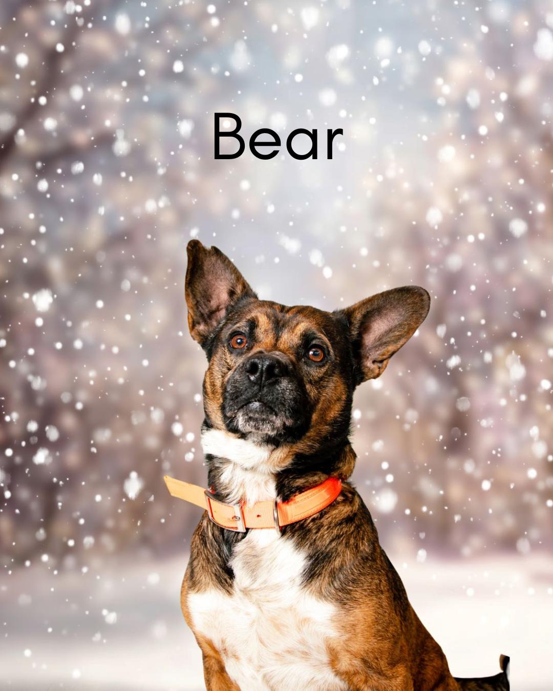 Enlarge Bear, a ADOPTABLE mixed breed in Oak Ridge, TN image 3/5