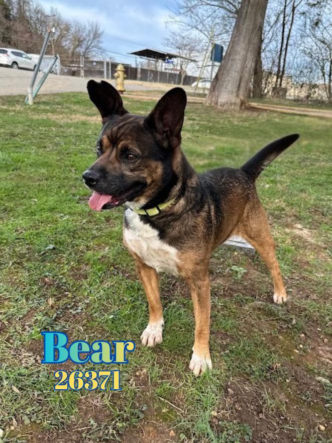 Enlarge Bear, a ADOPTABLE mixed breed in Oak Ridge, TN image 4/5
