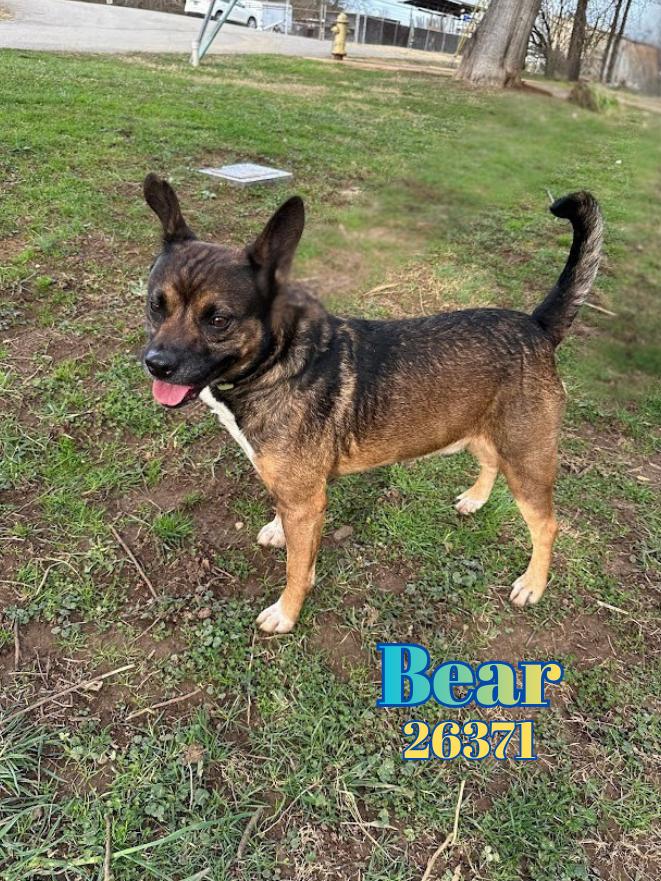 Bear, ADOPTABLE, Adult Male Australian Cattle Dog / Blue Heeler & Rottweiler.