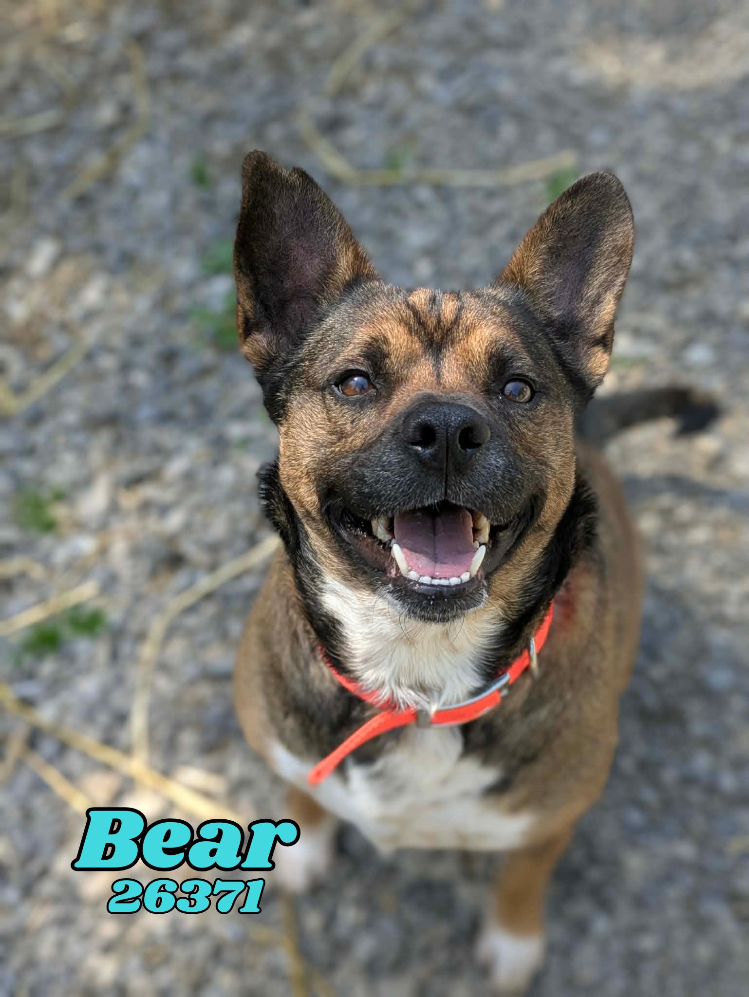 Bear, ADOPTABLE, Adult Male Australian Cattle Dog / Blue Heeler & Rottweiler.