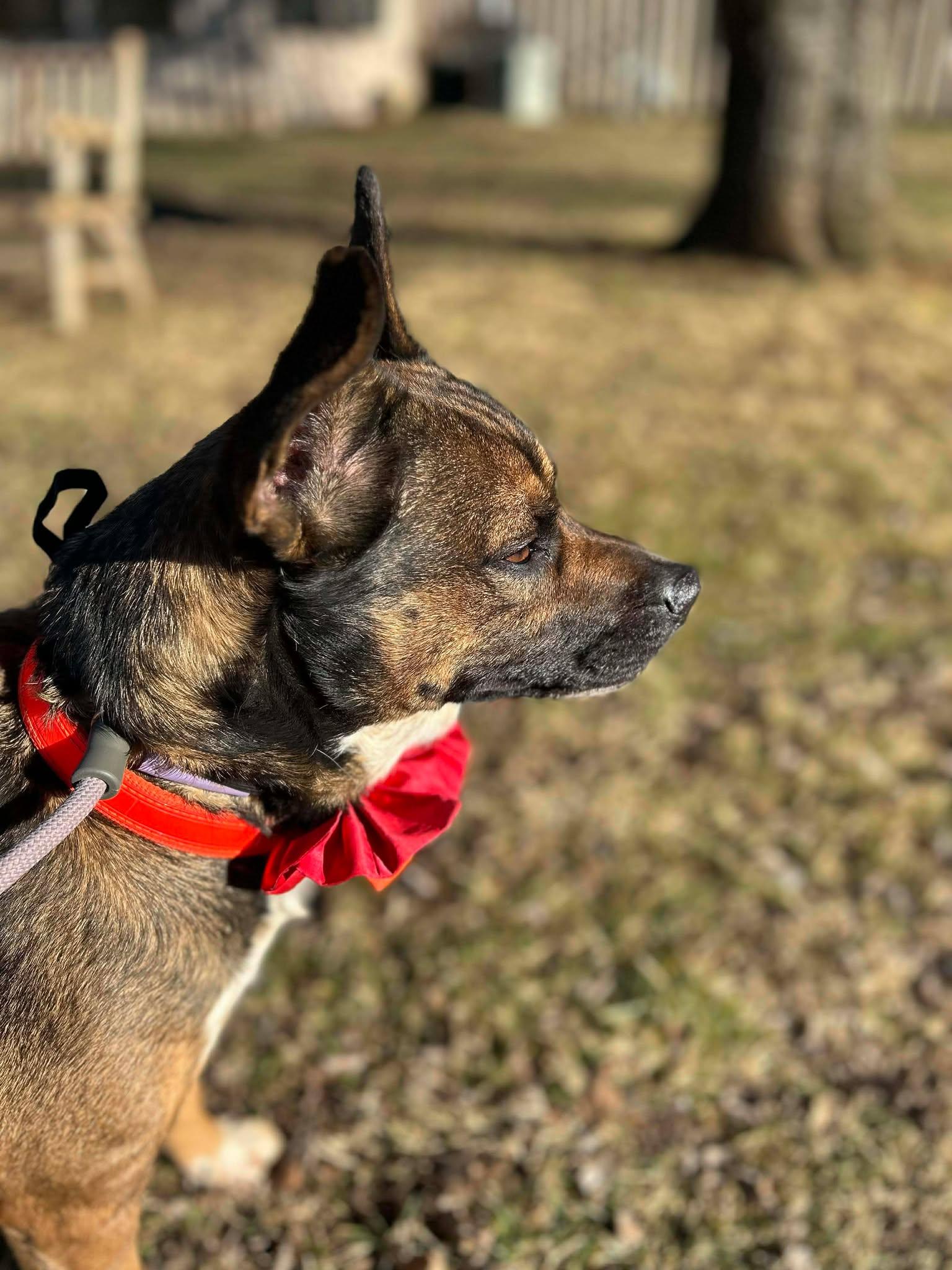 Enlarge Bear, a ADOPTABLE mixed breed in Oak Ridge, TN image 5/5