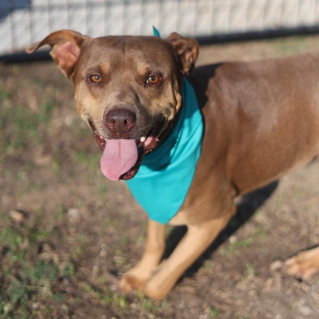 Enlarge ROSCO, a Adoptable mixed breed in San Antonio, TX image 1/1