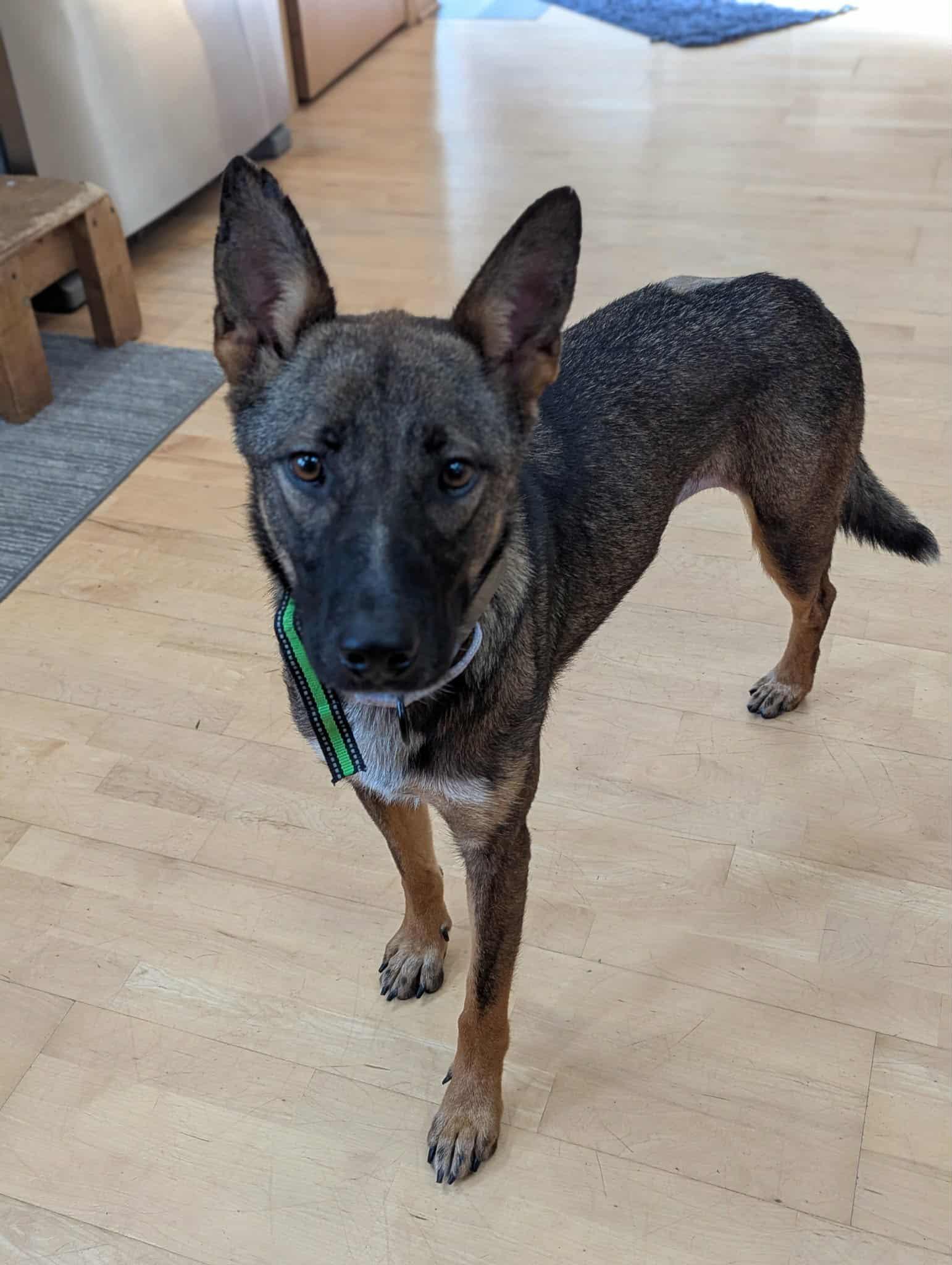 Enlarge Ellie the Tri-pawd!, a Adoptable Belgian Shepherd / Malinois in Muskego, WI image 5/6