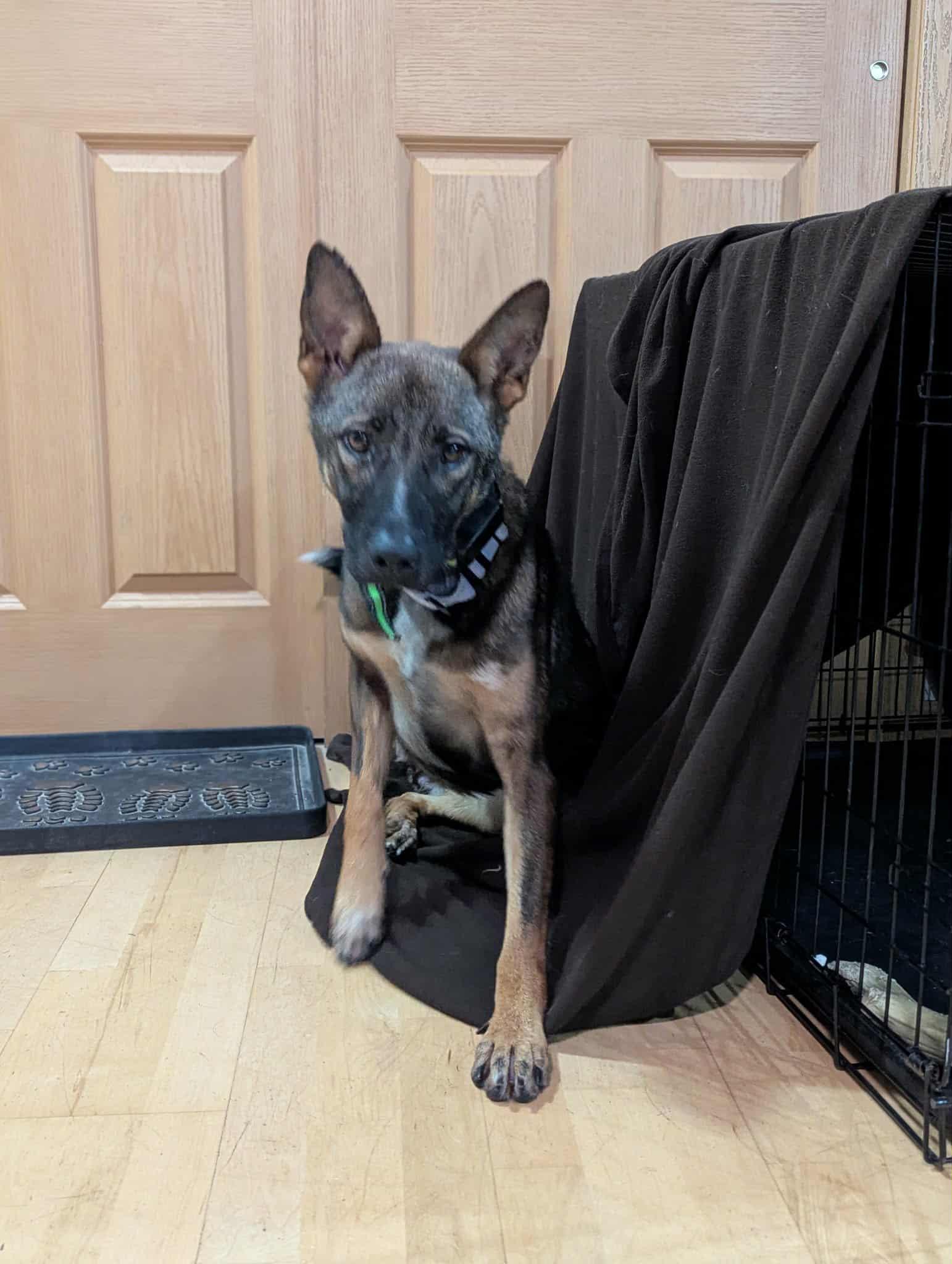 Enlarge Ellie the Tri-pawd!, a Adoptable Belgian Shepherd / Malinois in Muskego, WI image 6/6