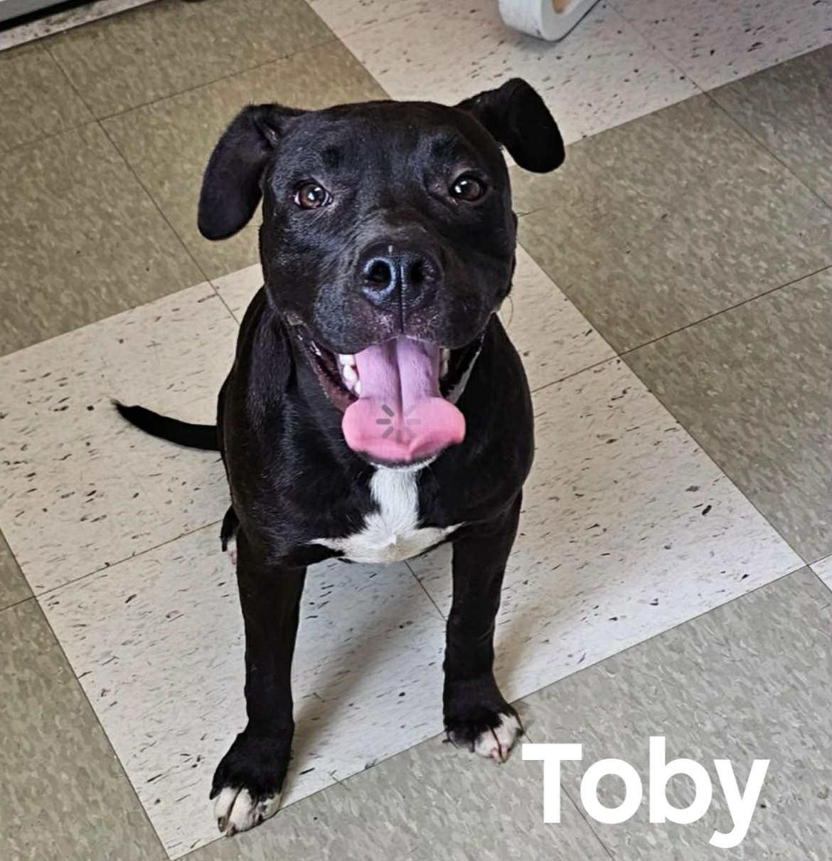 Toby, Adoptable, Young Male Black Labrador Retriever.