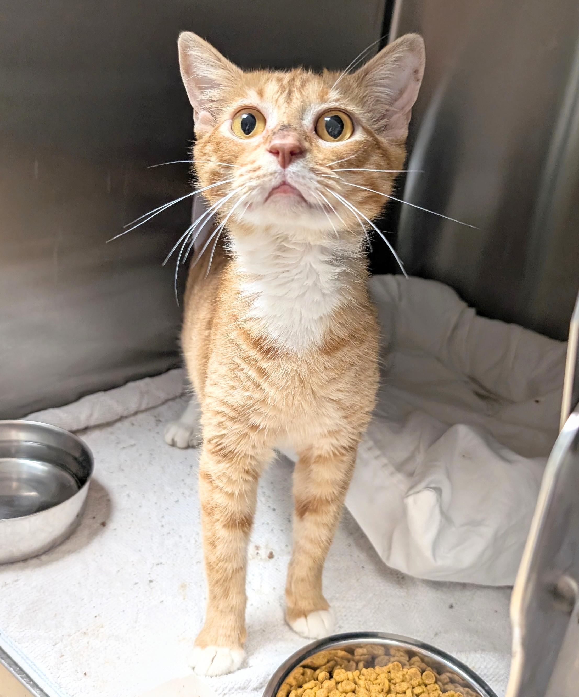 Rusty, Young Male American Shorthair