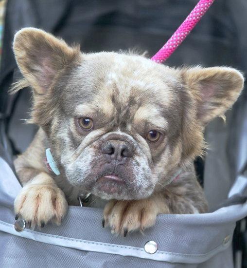 Violet, Adoptable, Adult Female French Bulldog.