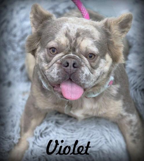 Violet, a Adoptable French Bulldog in Anaheim Hills, CA image 2/3