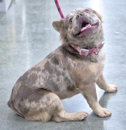Violet, a Adoptable French Bulldog in Anaheim Hills, CA image 3/3