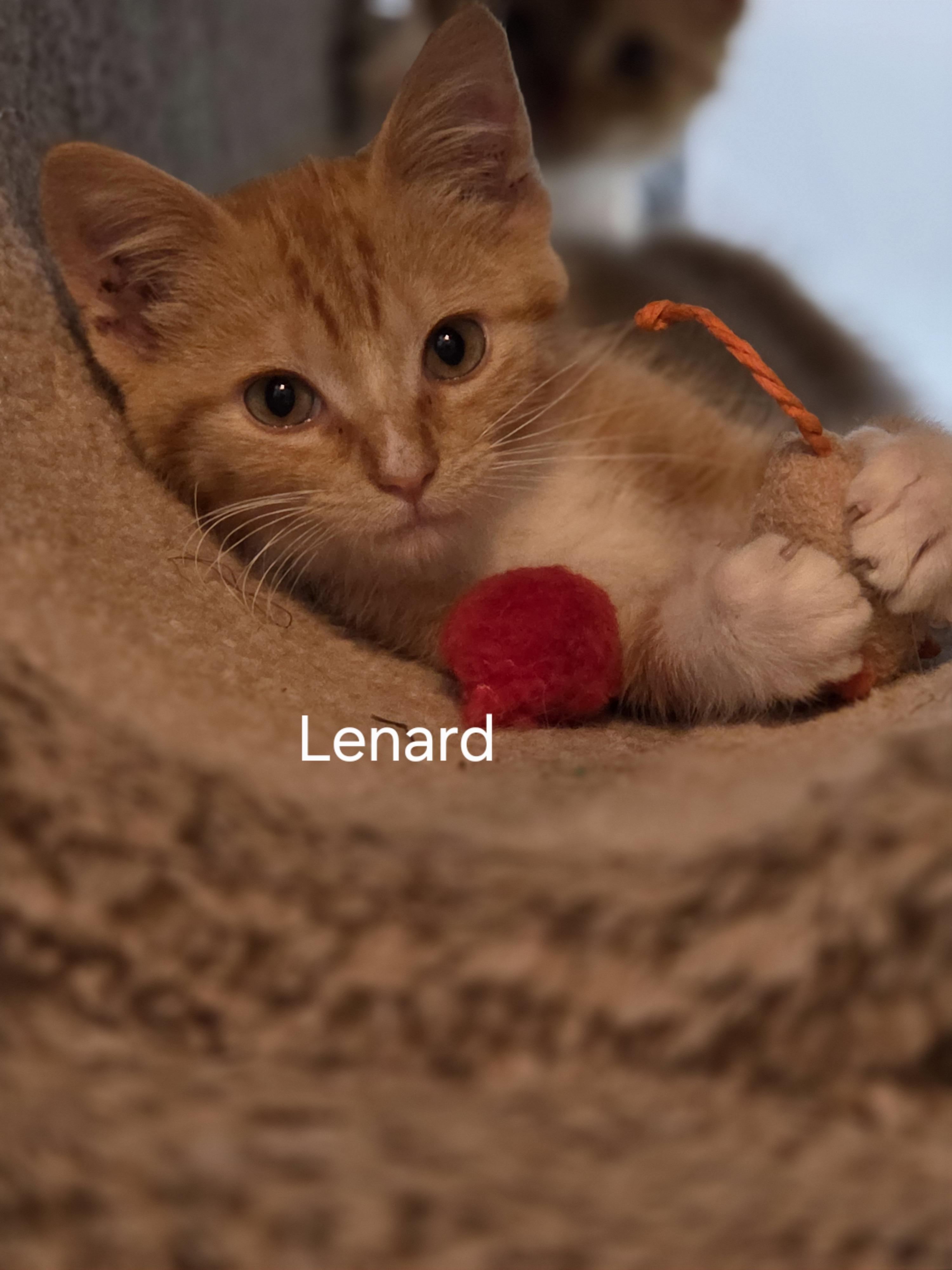 Leonard, Adoptable, Kitten Male Domestic Short Hair.
