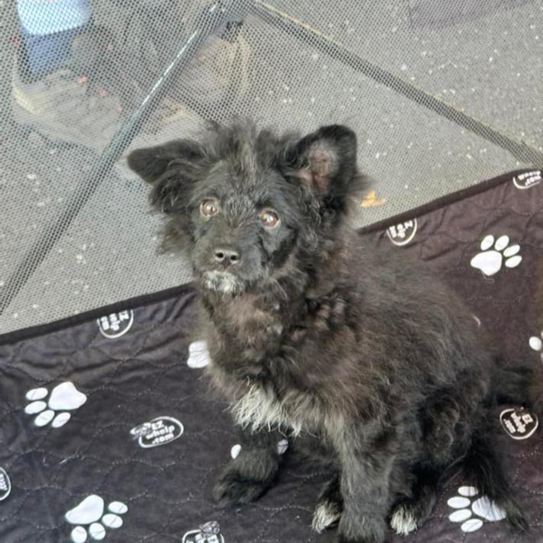 Mystique, Adopted, Young Female Poodle & Pomeranian.