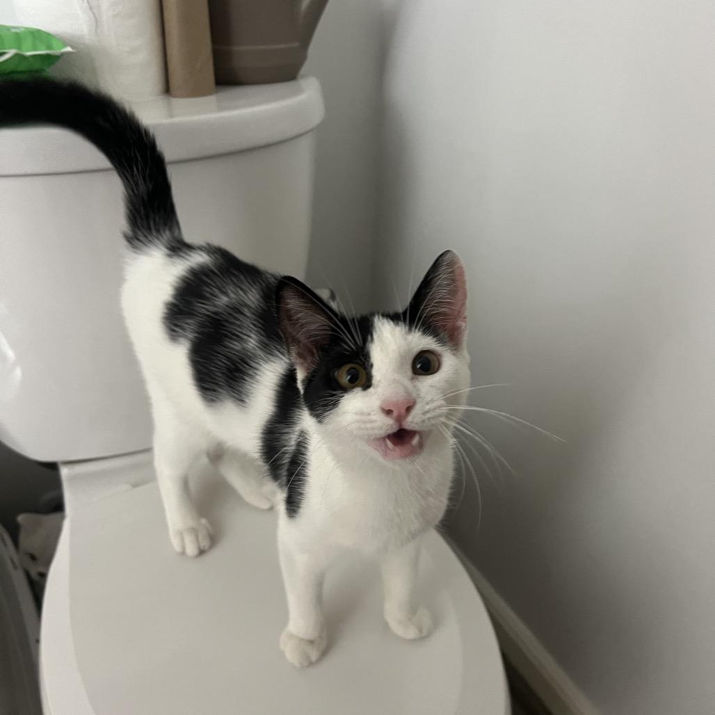 Sandy, a Adoptable Domestic Short Hair in PITTSBURGH, PA image 1/6