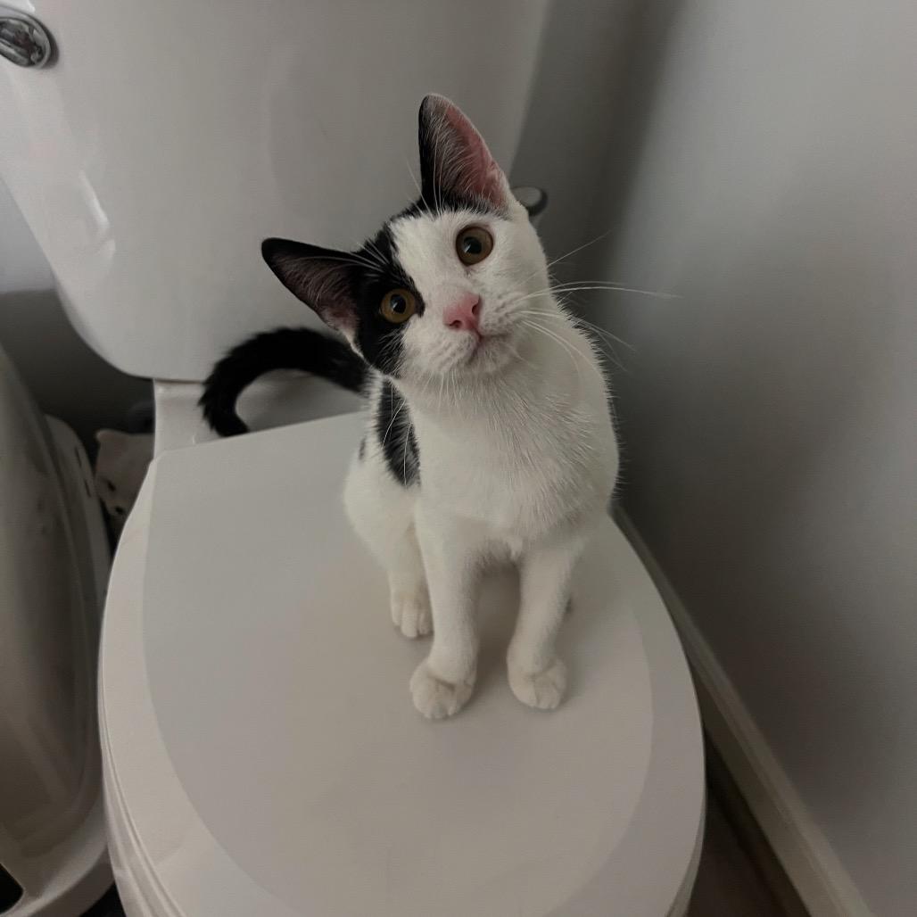 Sandy, a Adoptable Domestic Short Hair in PITTSBURGH, PA image 3/6