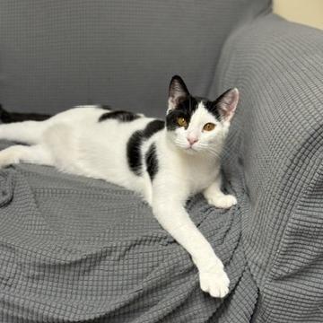 Sandy, a Adoptable Domestic Short Hair in PITTSBURGH, PA image 4/6