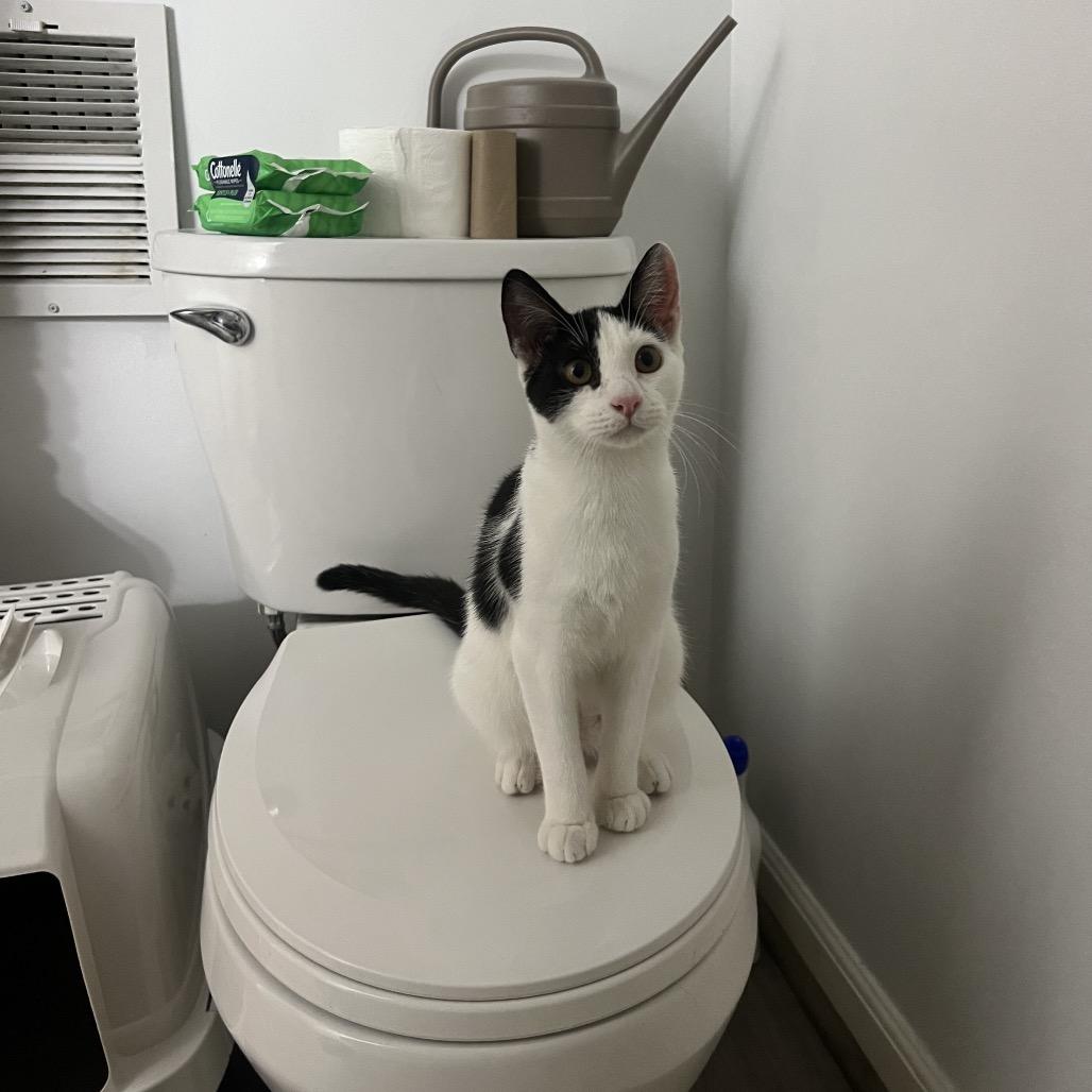 Enlarge Sandy, a Adoptable Domestic Short Hair in PITTSBURGH, PA image 5/6