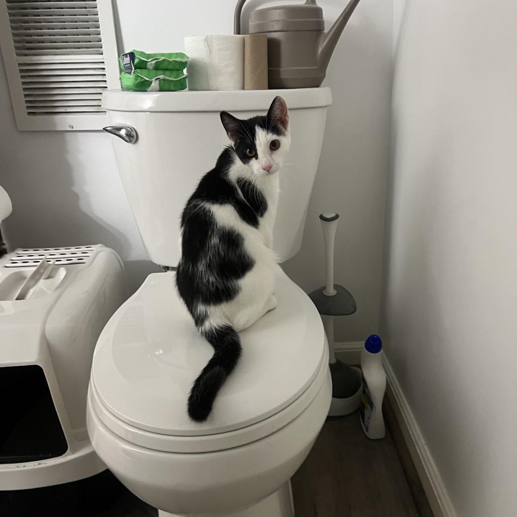 Sandy, a Adoptable Domestic Short Hair in PITTSBURGH, PA image 5/6