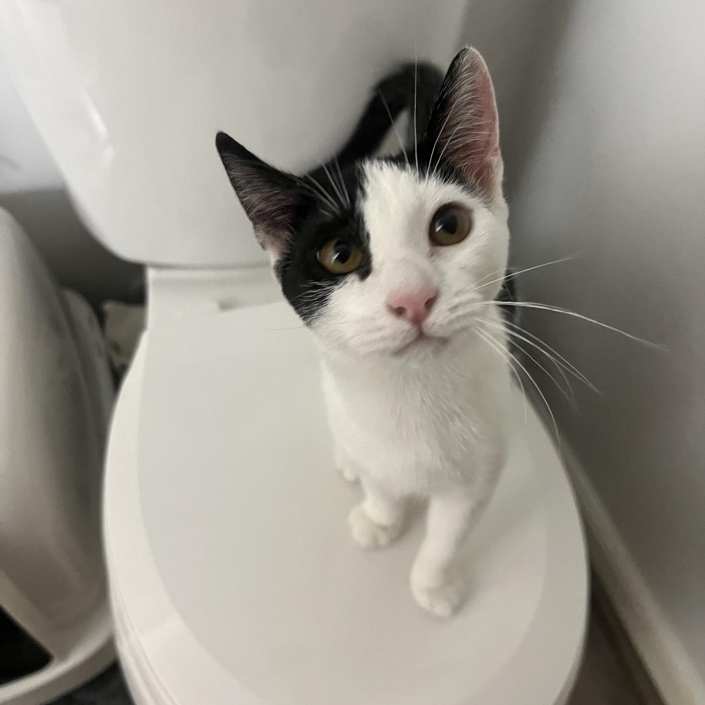 Sandy, a Adoptable Domestic Short Hair in PITTSBURGH, PA image 6/6