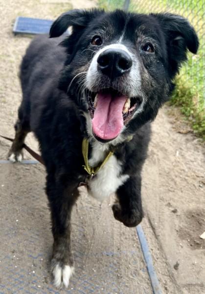 Dodger, a Adoptable mixed breed in Savannah, GA image 2/2