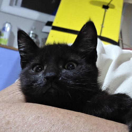 Mikey and Ike (Bonded Pair), Adoptable, Kitten Male Domestic Short Hair.