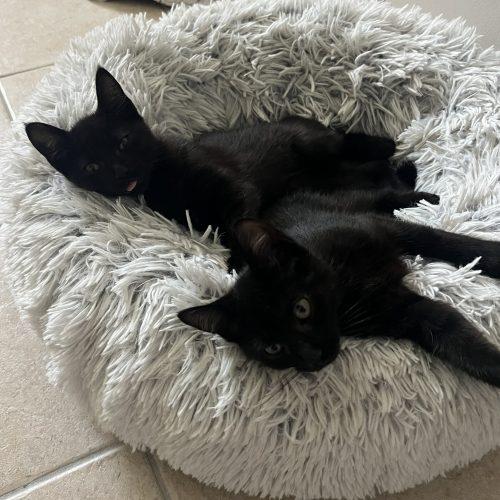 Enlarge Mikey and Ike (Bonded Pair), a Adoptable Domestic Short Hair in Verona, NJ image 2/5