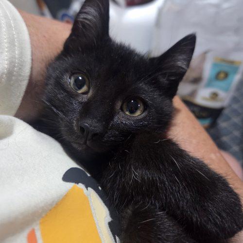 Enlarge Mikey and Ike (Bonded Pair), a Adoptable Domestic Short Hair in Verona, NJ image 4/5