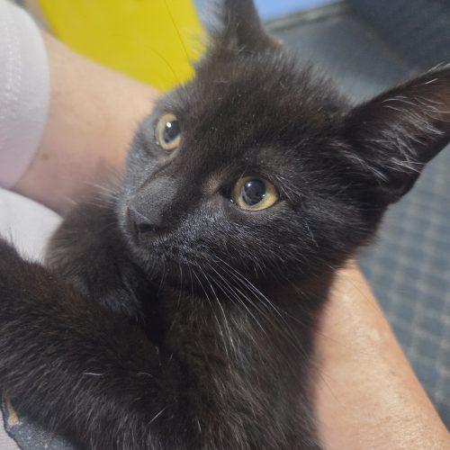 Enlarge Mikey and Ike (Bonded Pair), a Adoptable Domestic Short Hair in Verona, NJ image 5/5