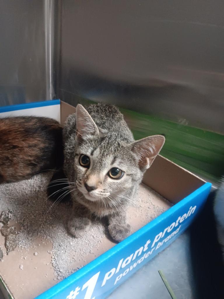 Enlarge Tempest, a Adoptable mixed breed in Cincinnati, OH image 1/1