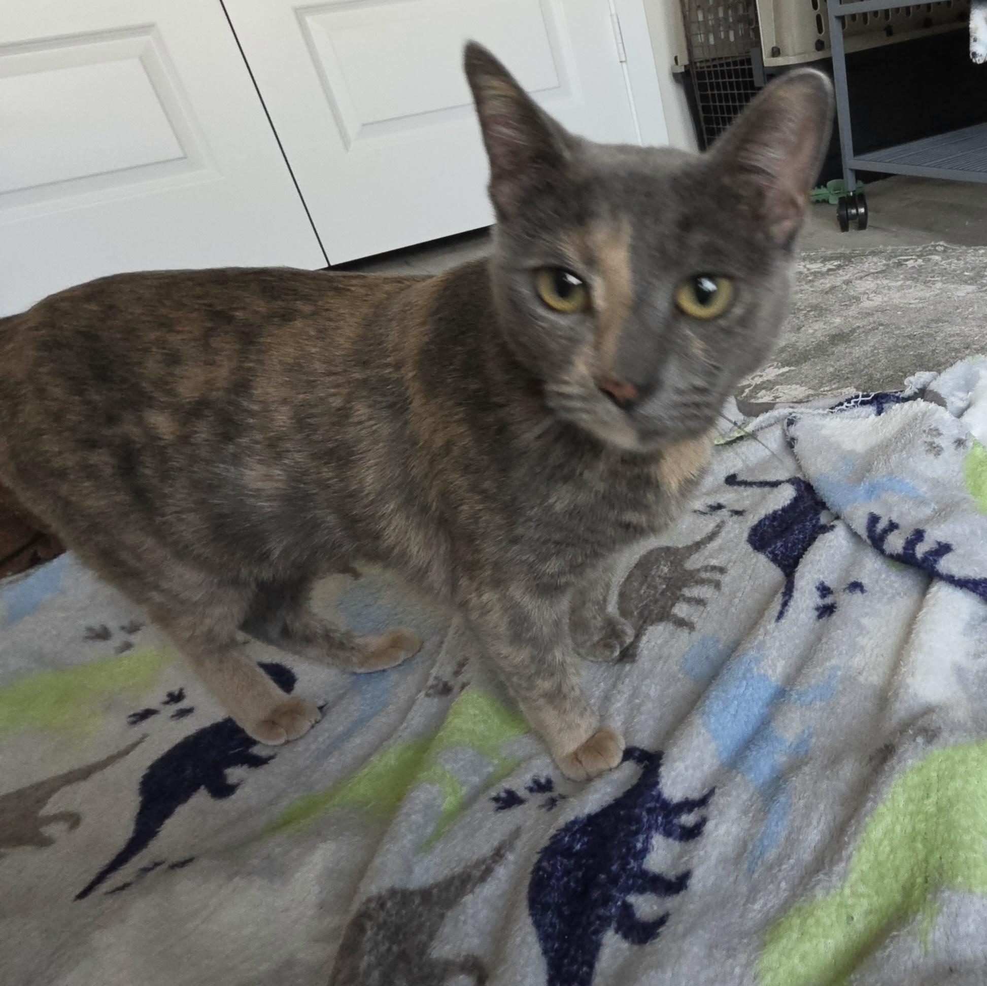 Enlarge Lyla, a Adoptable mixed breed in NOTTINGHAM, MD image 5/5
