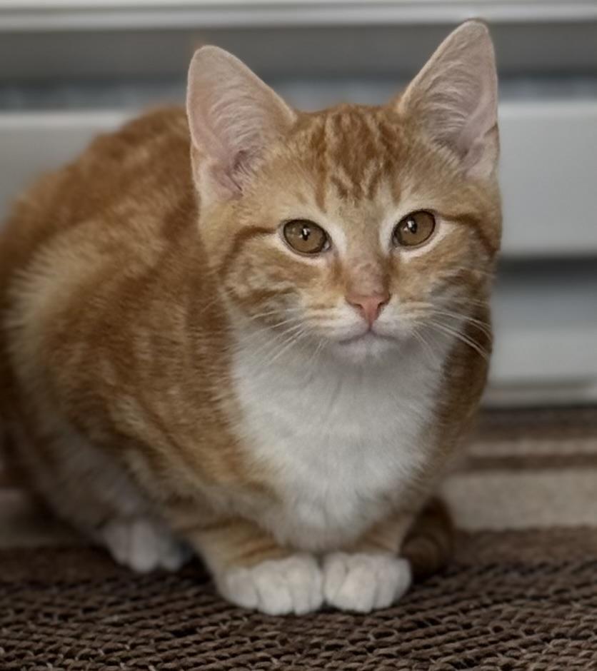 Enlarge Neil Peart, a Adopted mixed breed in Hershey, PA image 1/5