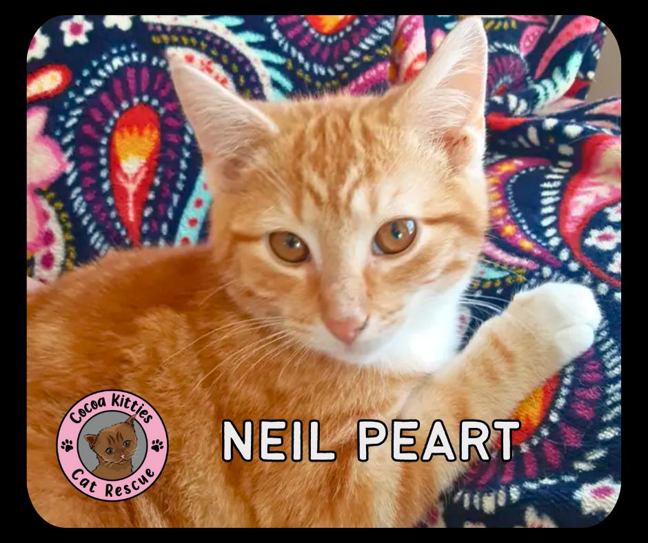 Enlarge Neil Peart, a Adopted mixed breed in Hershey, PA image 2/5