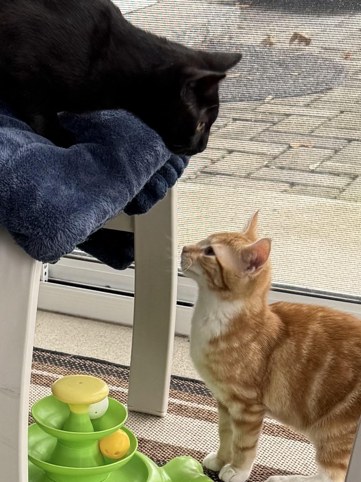 Enlarge Neil Peart, a Adopted mixed breed in Hershey, PA image 3/5