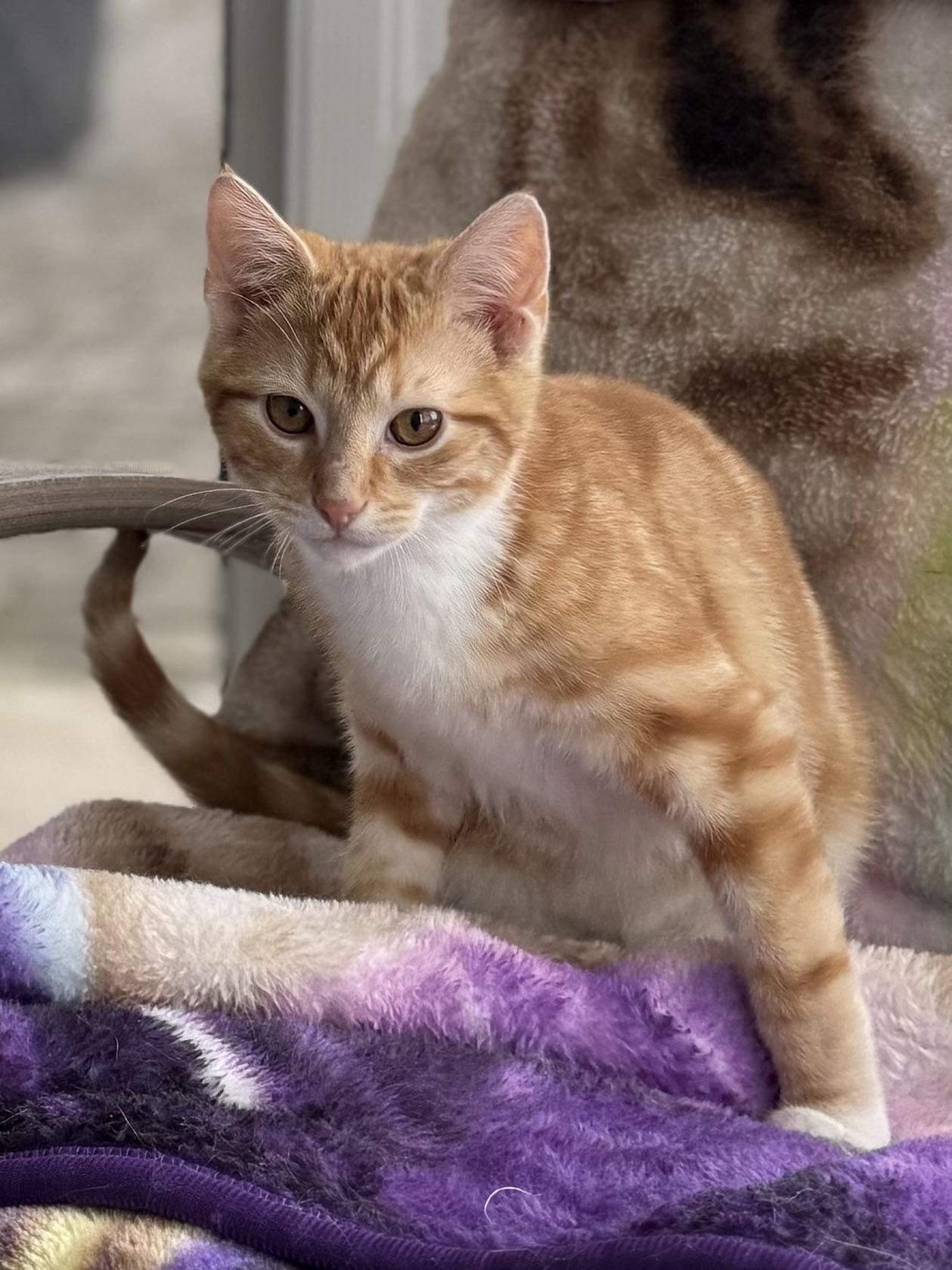 Enlarge Neil Peart, a Adopted mixed breed in Hershey, PA image 4/5