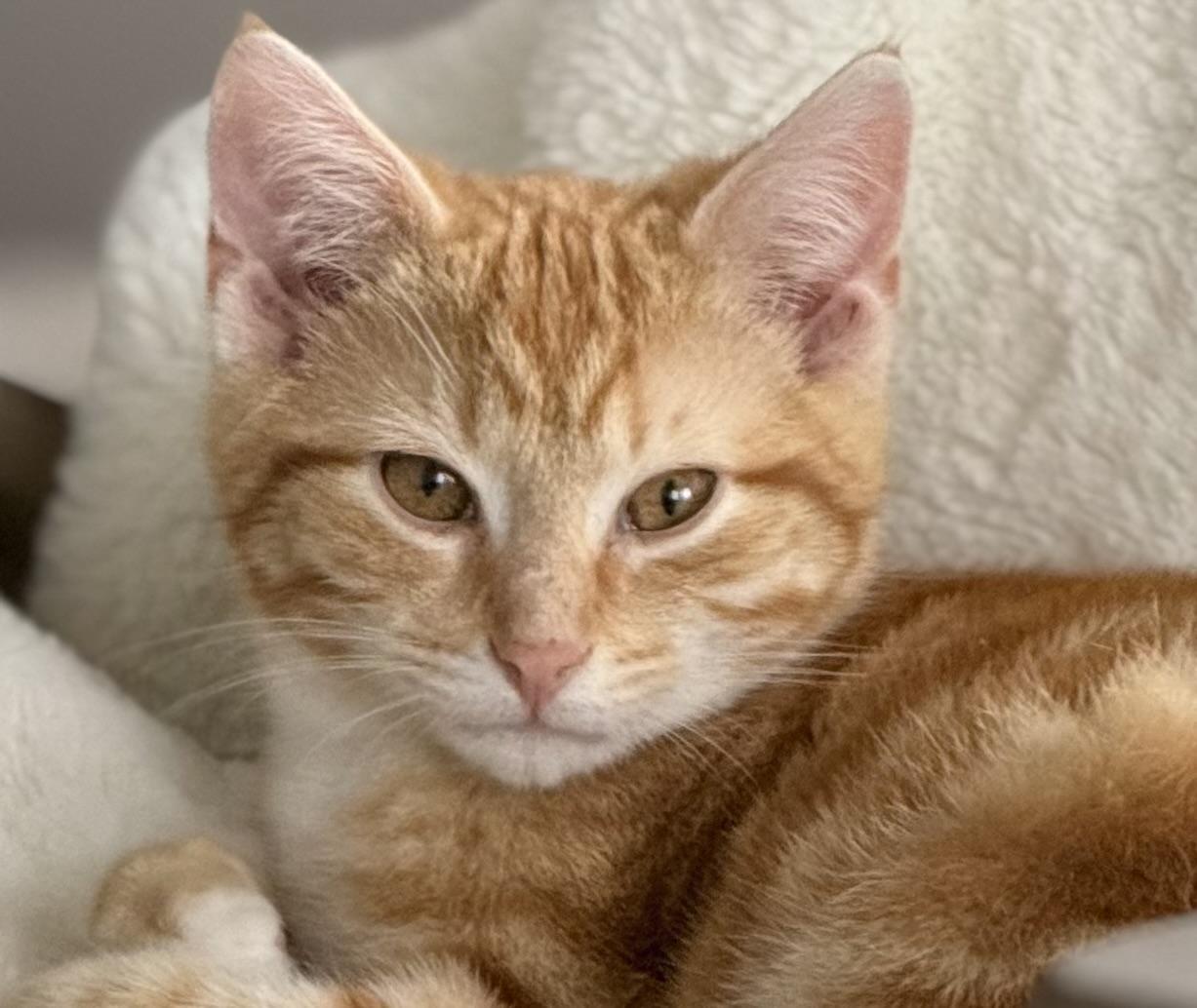 Enlarge Neil Peart, a Adopted mixed breed in Hershey, PA image 5/5