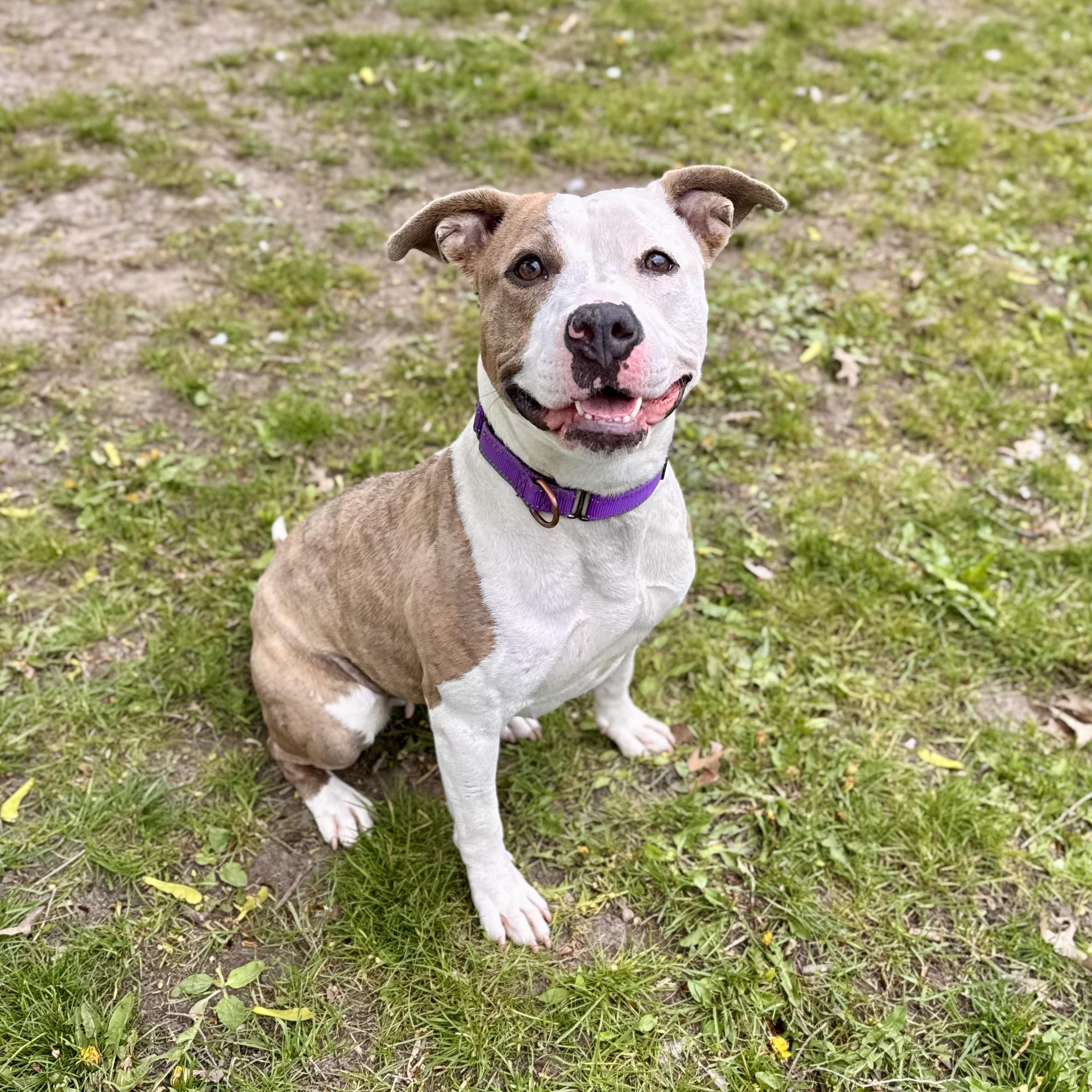 Toad, a ADOPTABLE mixed breed in Midland, MI image 6/6