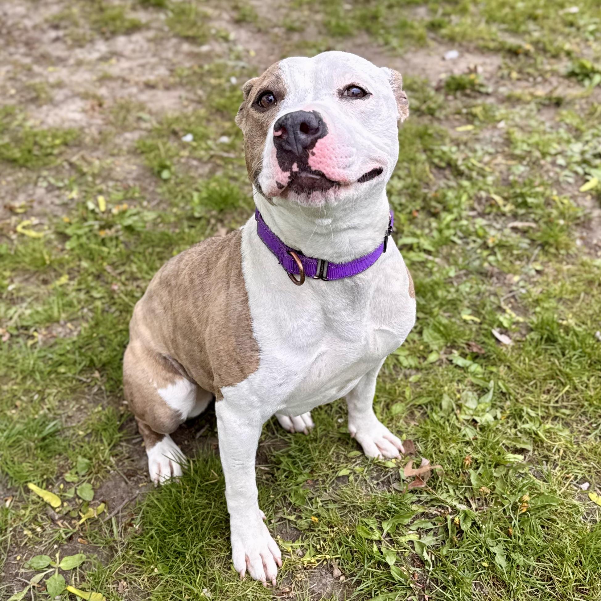Toad, ADOPTABLE, Young Female Mixed Breed.