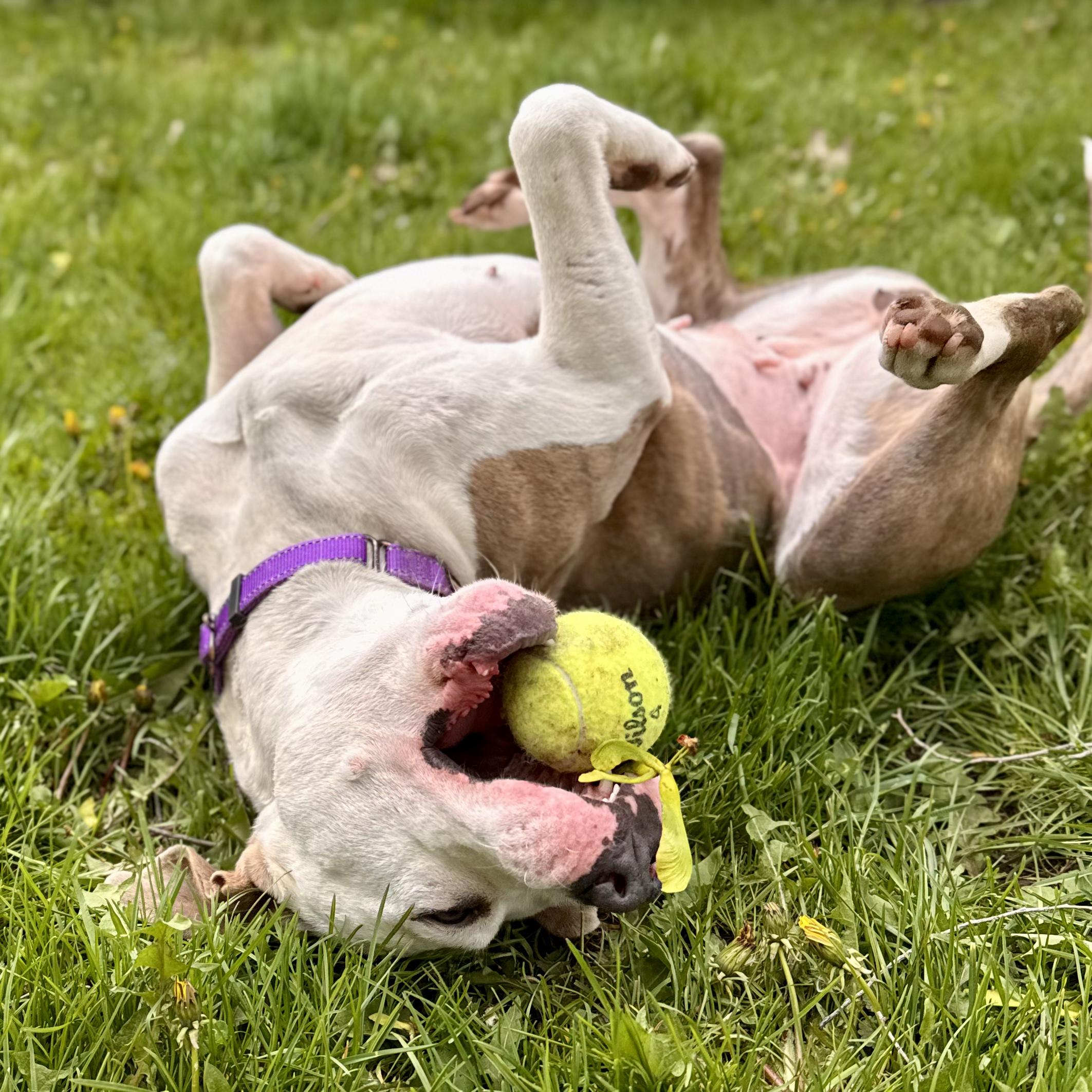 Toad, a ADOPTABLE mixed breed in Midland, MI image 2/6