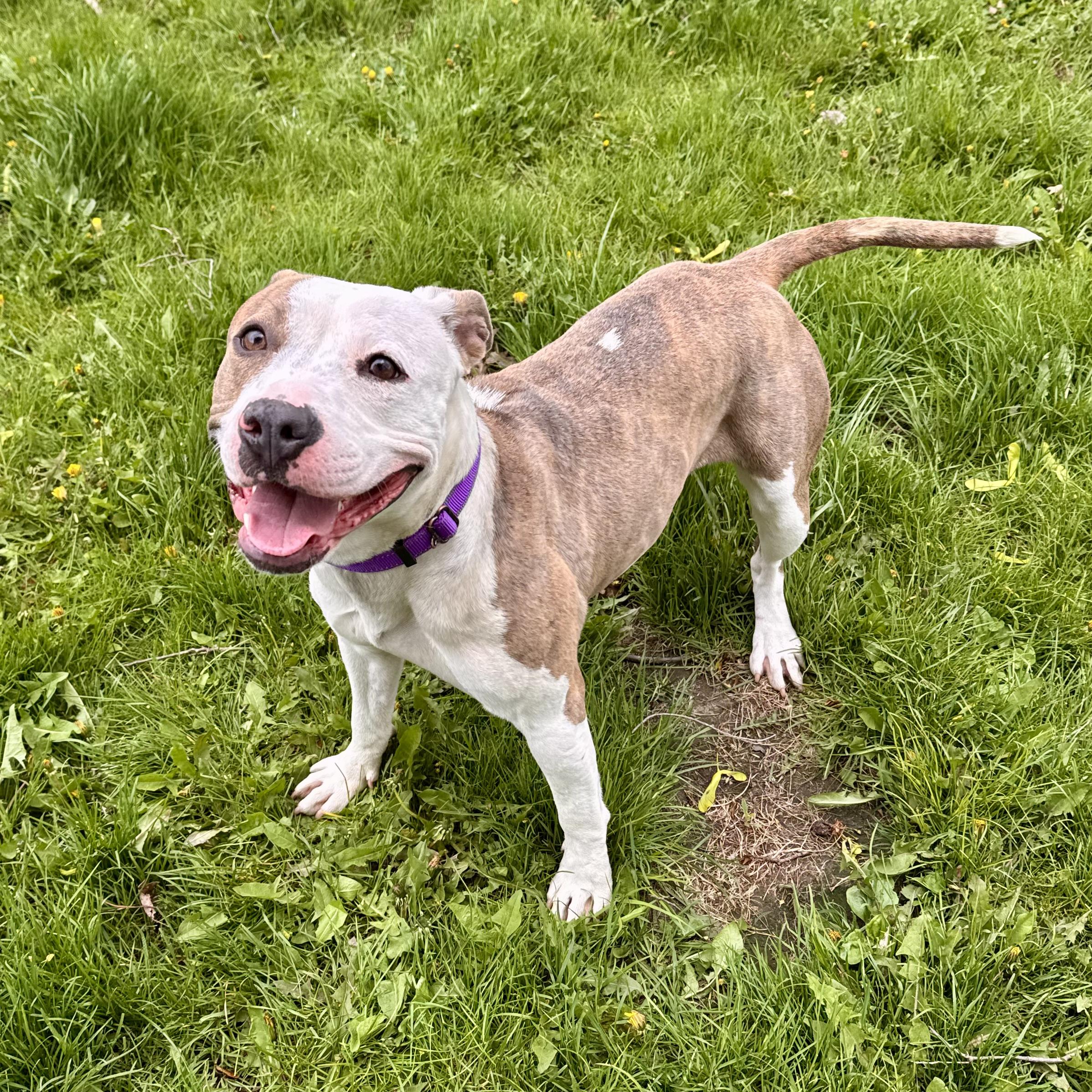 Toad, a ADOPTABLE mixed breed in Midland, MI image 4/6