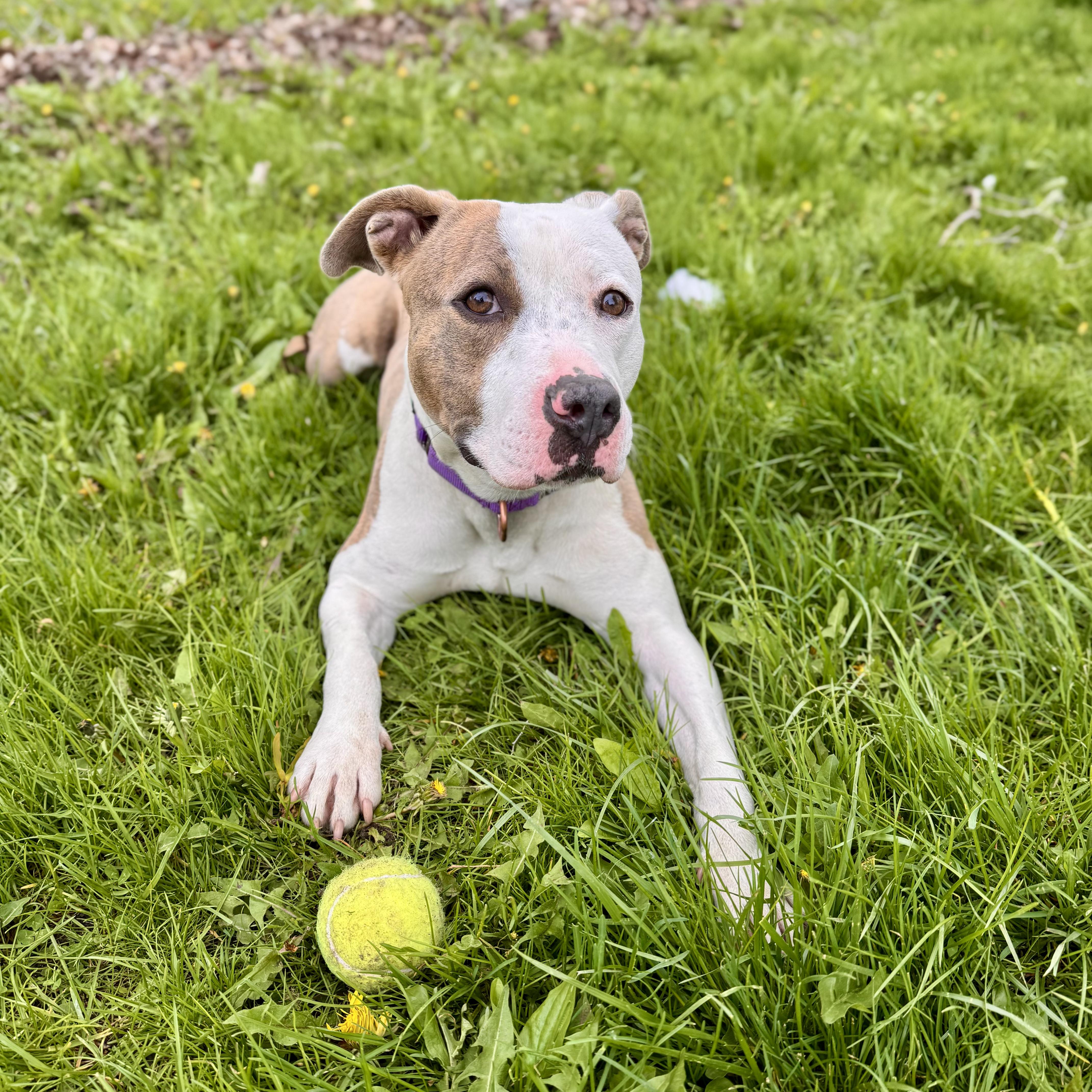 Toad, a ADOPTABLE mixed breed in Midland, MI image 3/6