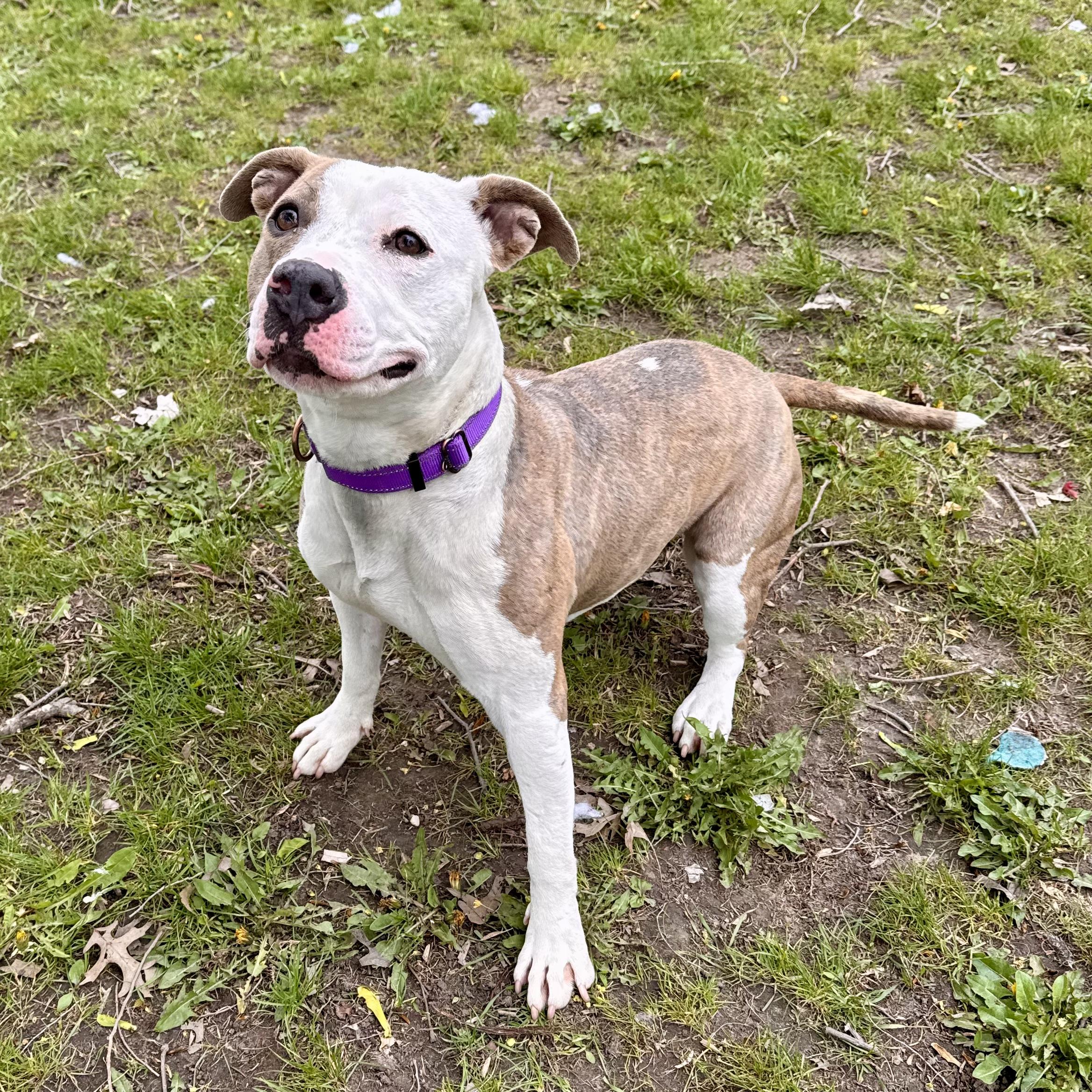 Toad, a ADOPTABLE mixed breed in Midland, MI image 5/6