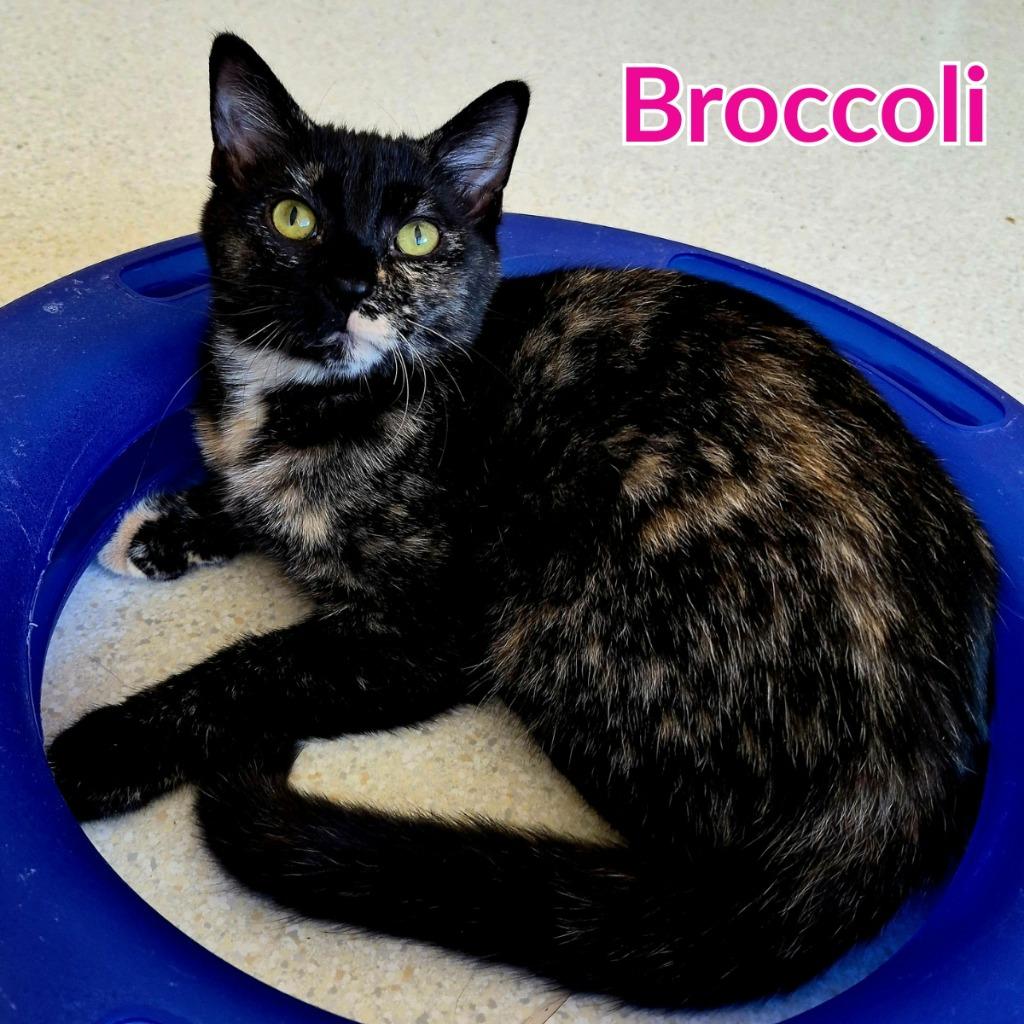Broccoli photo